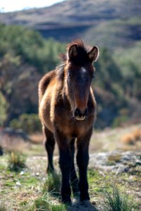 Horse, Fauna, Horse Like Mammal, Wildlife