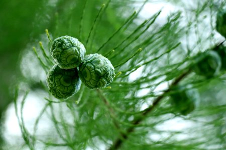 Close Up, Macro Photography, Leaf, Tree photo