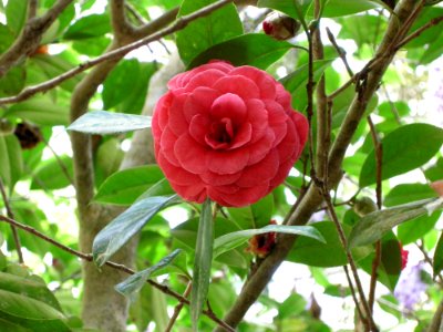 Plant, Flower, Flora, Japanese Camellia