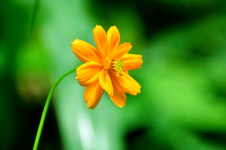 Flower, Flora, Yellow, Wildflower photo