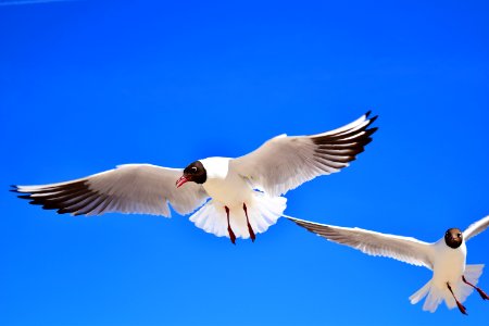 Bird, Sky, Beak, Fauna photo