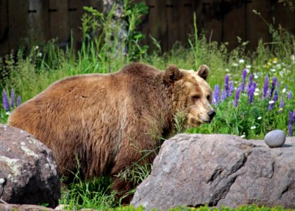 Terrestrial Animal, Brown Bear, Wilderness, Wildlife