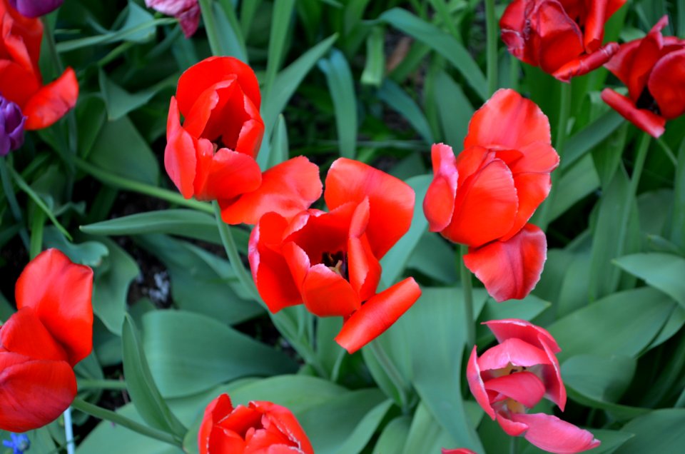 Flower, Plant, Flowering Plant, Tulip