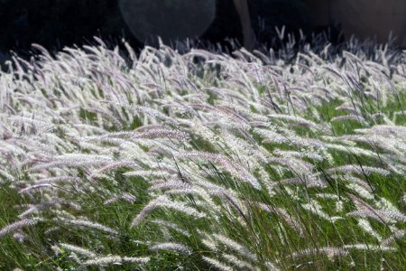 Grass, Frost, Grass Family, Freezing photo
