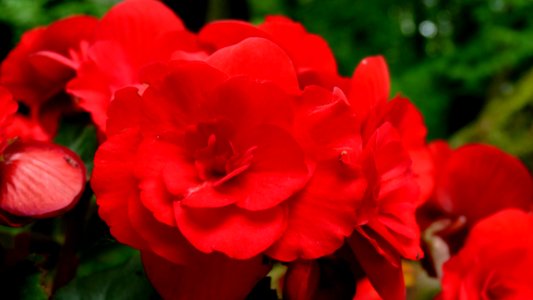 Flower, Red, Plant, Floribunda photo