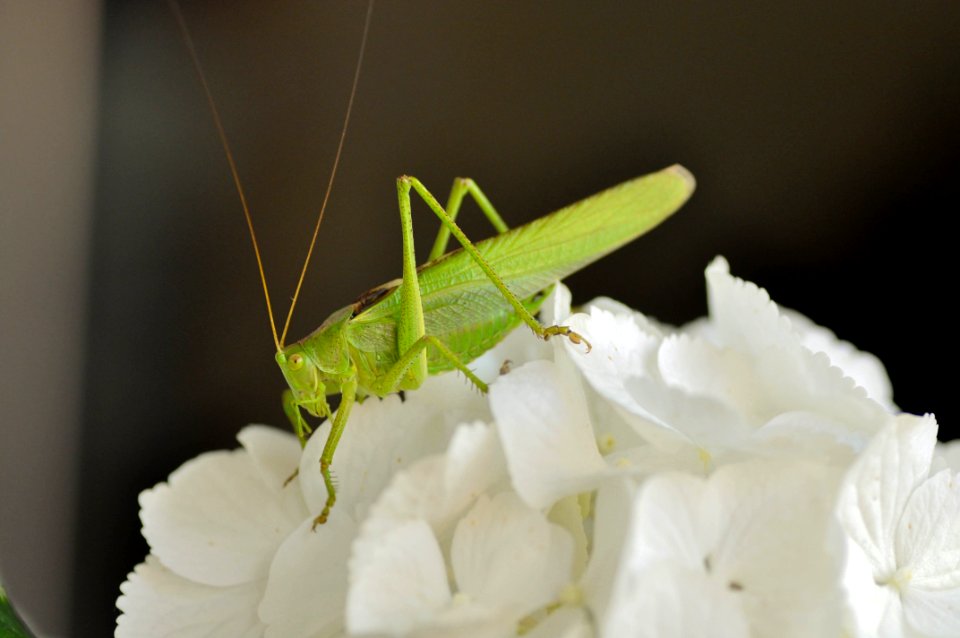 Insect, Grasshopper, Cricket Like Insect, Invertebrate