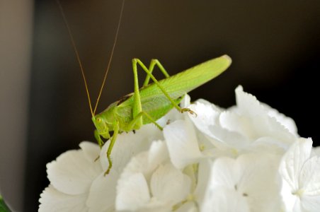 Insect, Grasshopper, Cricket Like Insect, Invertebrate photo