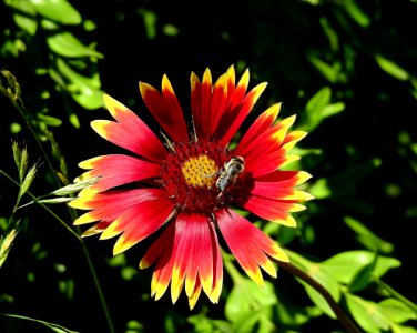 Flower, Blanket Flowers, Flora, Nectar