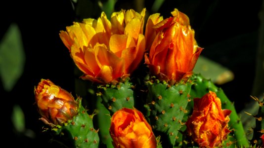 Plant, Flowering Plant, Flora, Flower