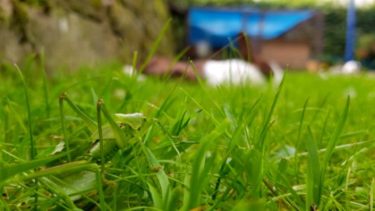 Grass, Plant, Grass Family, Leaf