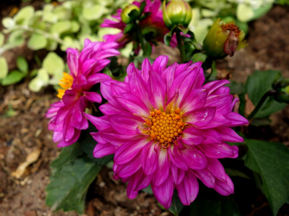 Flower, Plant, Aster, Flora