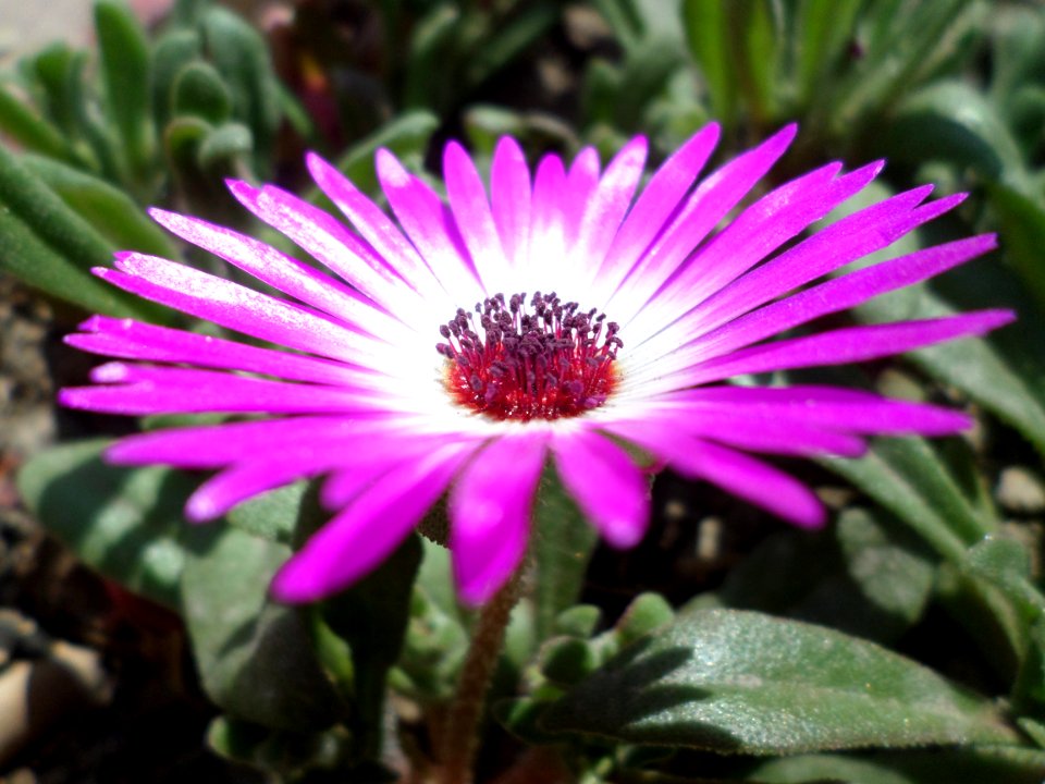 Flower, Pigface, Plant, Ice Plant