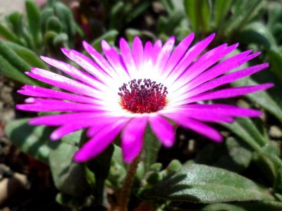 Flower, Pigface, Plant, Ice Plant