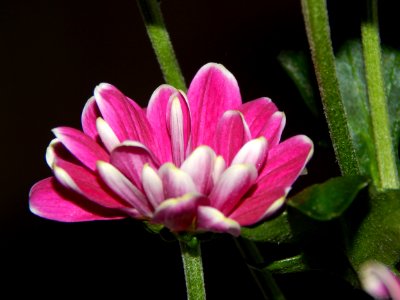 Flower, Plant, Flora, Close Up