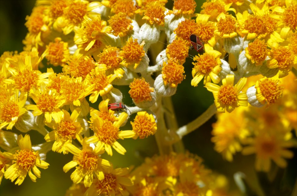 Flower, Pollen, Honey Bee, Nectar photo