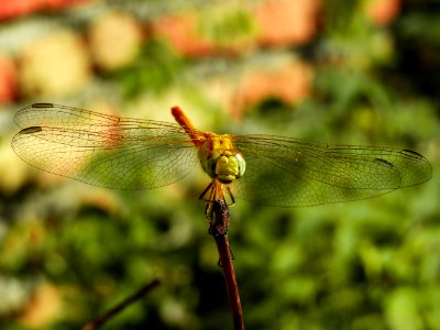 Dragonfly, Insect, Dragonflies And Damseflies, Wildlife