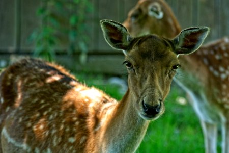 Wildlife, Deer, Fauna, Terrestrial Animal photo