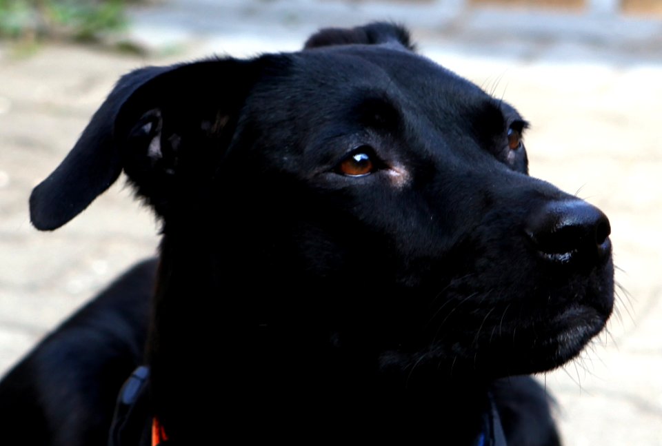 Dog, Dog Like Mammal, Black, Dog Breed