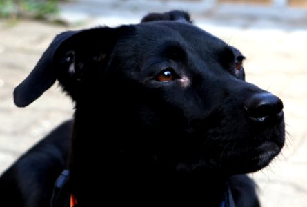 Dog, Dog Like Mammal, Black, Dog Breed photo