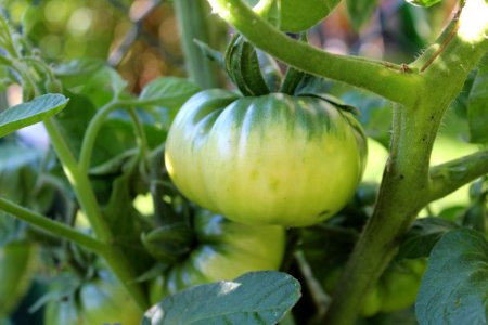 Bush Tomato, Local Food, Fruit, Potato And Tomato Genus photo