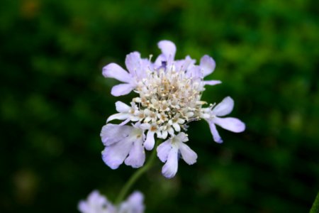 Flower, Flora, Subshrub, Plant