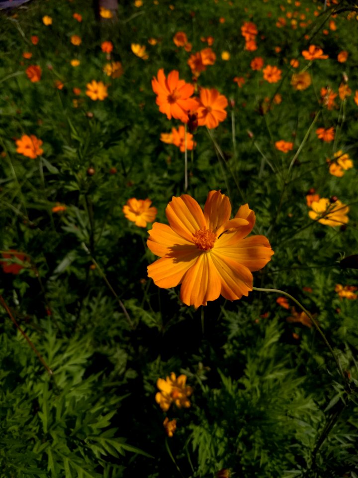 Flower, Sulfur Cosmos, Plant, Flora