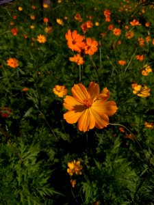 Flower, Sulfur Cosmos, Plant, Flora