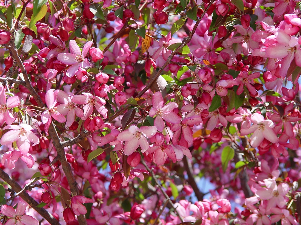 Spring flower apple crab apple