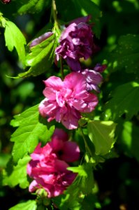 Flower, Plant, Flora, Flowering Plant
