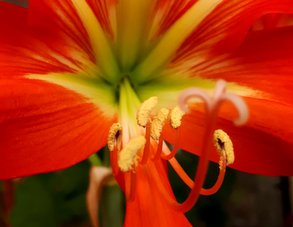 Flower, Red, Flora, Plant