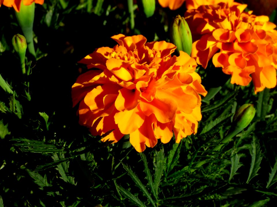 Flower, Plant, Spring, Annual Plant