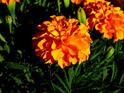 Flower, Plant, Spring, Annual Plant