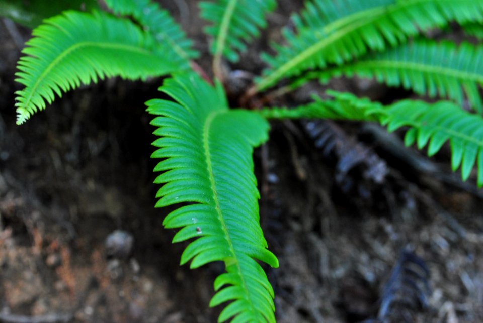 Plant, Vegetation, Ferns And Horsetails, Leaf