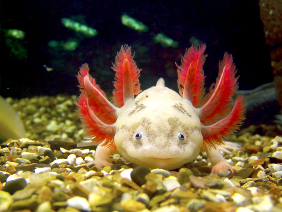 Marine Biology, Fauna, Organism, Close Up