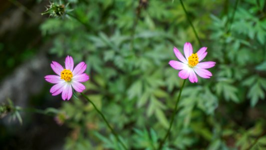 Flower, Plant, Flora, Garden Cosmos