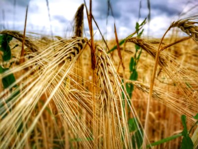 Food Grain, Barley, Cereal, Wheat