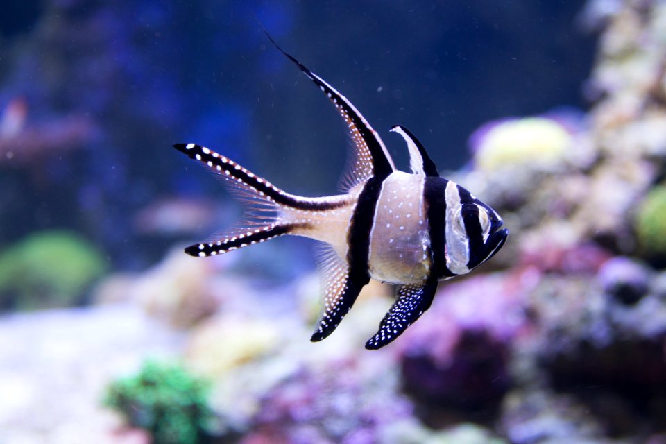 Ecosystem, Marine Biology, Organism, Fauna