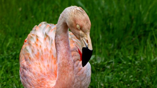 Beak, Bird, Water Bird, Fauna