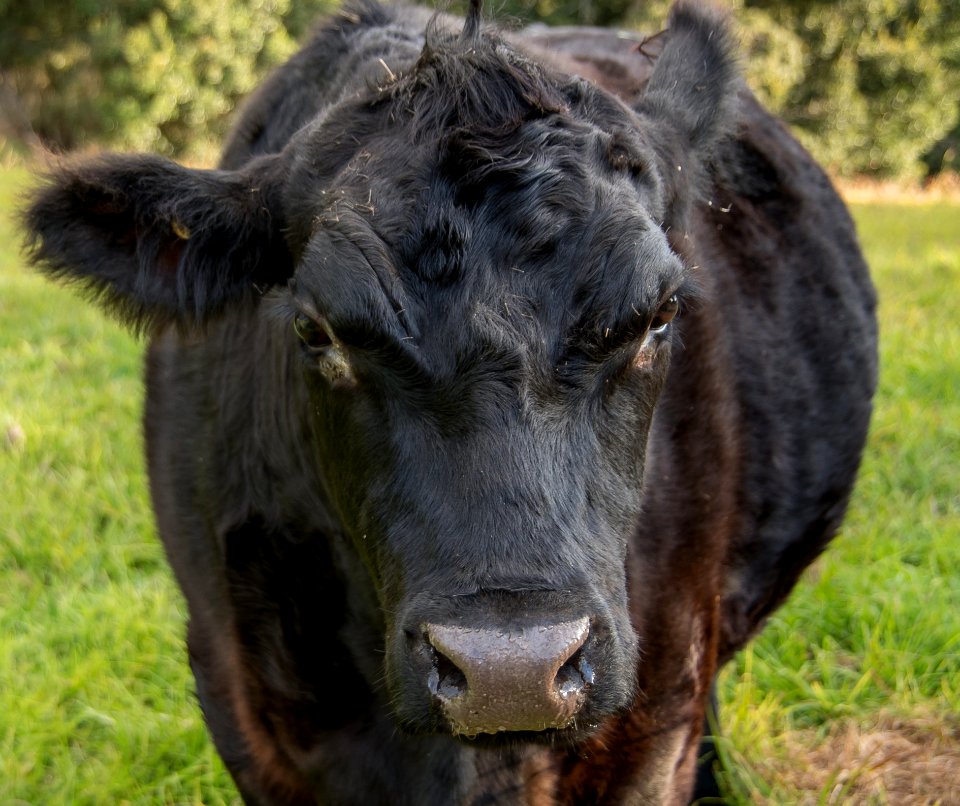 Cattle Like Mammal, Grazing, Fauna, Horn