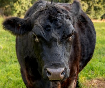 Cattle Like Mammal, Grazing, Fauna, Horn photo
