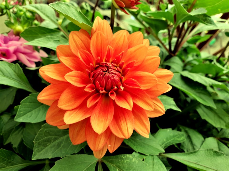 Flower, Plant, Dahlia, Flowering Plant