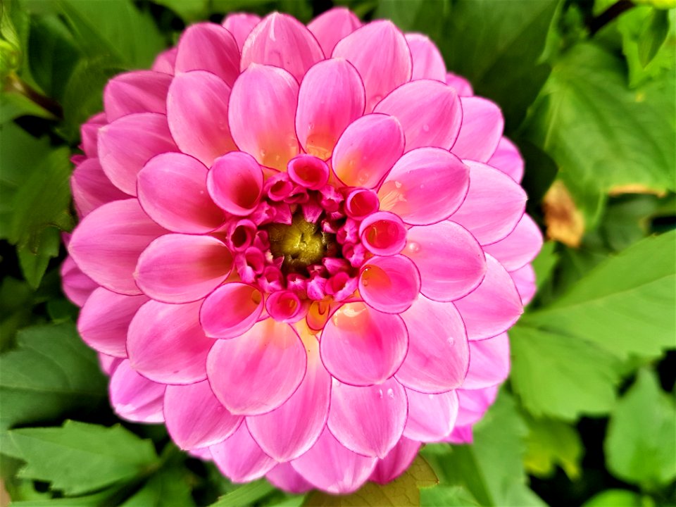 Flower, Plant, Flowering Plant, Petal