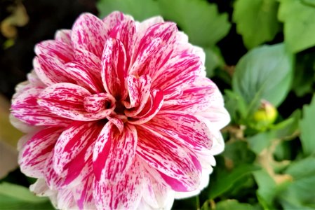 Flower, Plant, Flora, Annual Plant