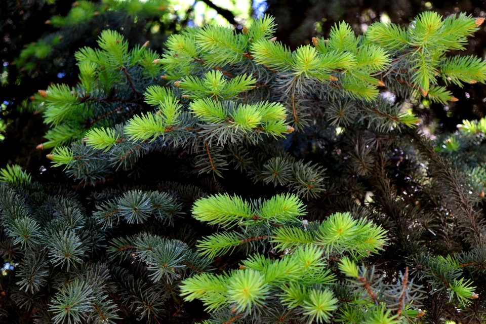 Vegetation, Ecosystem, Tree, Pine Family