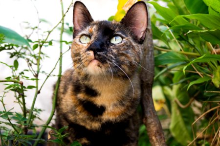 Cat, Whiskers, Fauna, Small To Medium Sized Cats