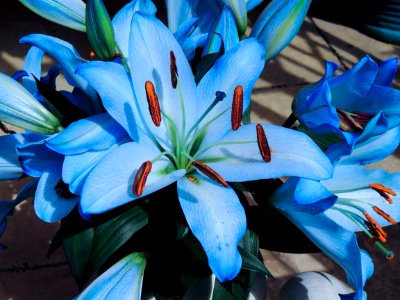 Flower, Plant, Blue, Flora