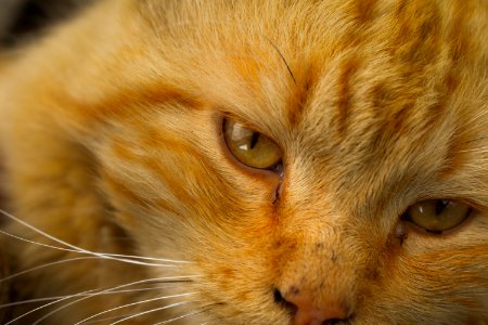 Cat, Whiskers, Fauna, Eye photo