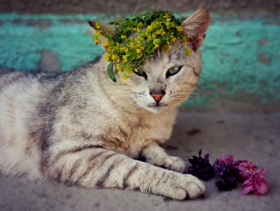 Cat, Whiskers, Fauna, Mammal photo