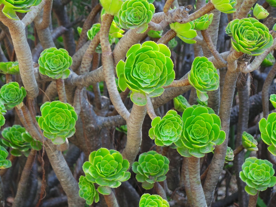 Floral plant natural