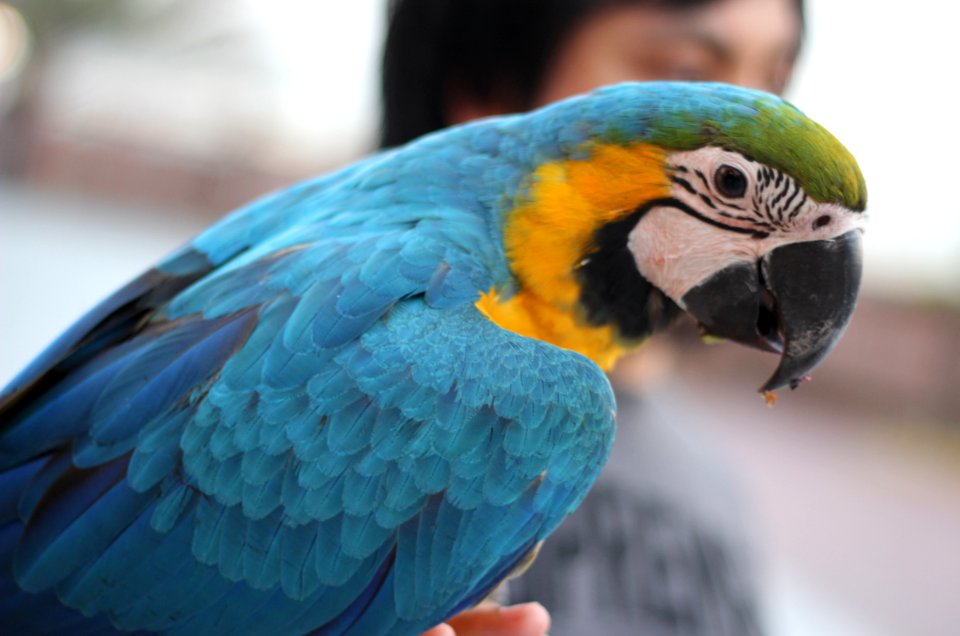 Bird, Parrot, Beak, Macaw